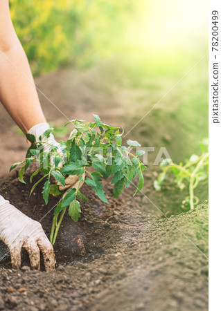 Woman hands in gloves Planting tomato sprouts in the ground 78200499