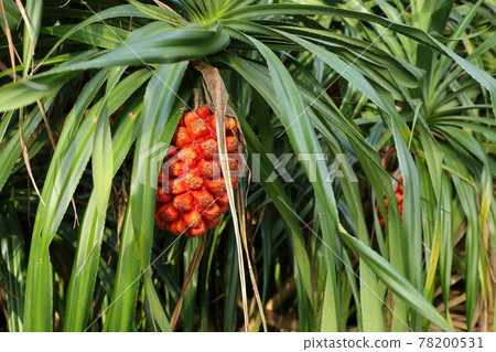 Fruit of Adan 78200531