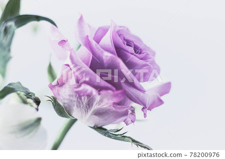 免費花-1 78200976