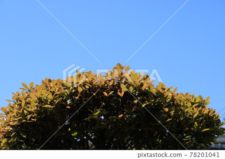 spinace的萌芽 spinace的萌芽 78201041