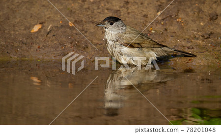 Blurred reflection of eurasian blackcap diving into the water in summer 78201048