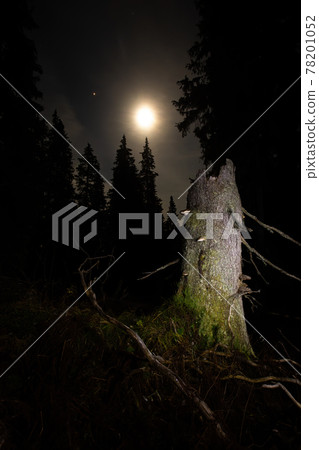 A broken tree in old-growth primeval forest illuminated by moon at night. A broken tree in old-growth primeval forest illuminated by moon at night. 78201052