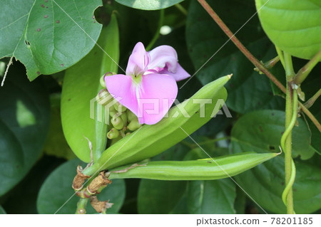 富士山花 78201185