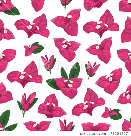 Bougainvillea flowers and leaves seamless pattern 78201237