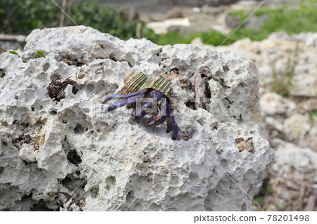紫色寄居蟹 78201498