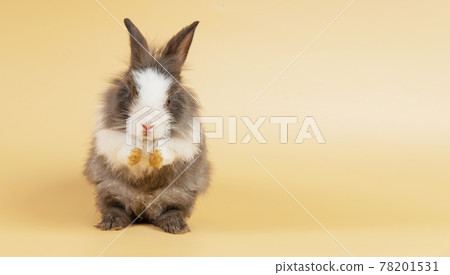 Adorable baby fluffy rabbit grey and white bunny standing while posture greeting Sawasdee or hello 78201531