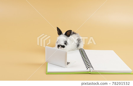 Adorable furry baby rabbit black and white looking at laptop on the book while sitting over isolated 78201532