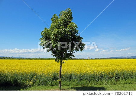 Springtime rapeseed in May at surroundings of Zagreb, Croatia 78201715