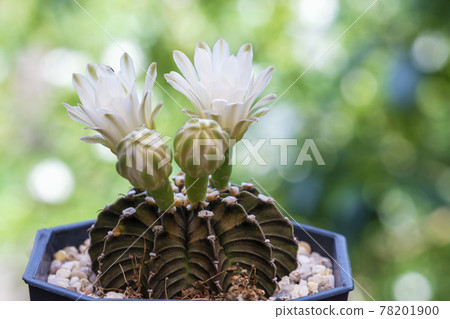 White flower gymnocalycium mihanovichii cactus in black little pot blooming with sunlight White flower gymnocalycium mihanovichii cactus in black little pot blooming with sunlight 78201900