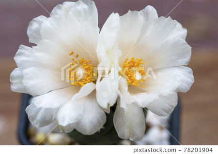 lophophora peyote cactus in black little pot blooming with sunlight over green natural bokeh lophophora peyote cactus in black little pot blooming with sunlight over green natural bokeh 78201904