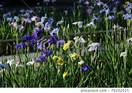 Iris garden Iris garden 78202015