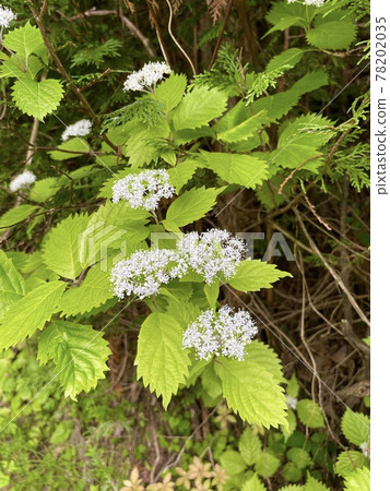 Viburnum 78202035