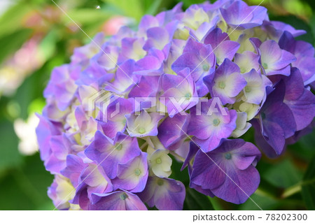 A branch of hydrangea (green background) Beautiful hydrangea 78202300