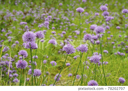 Asatsuki becoming a wild weed in an abandoned cultivated land ... 1 Asatsuki becoming a wild weed in an abandoned cultivated land ... 1 78202707