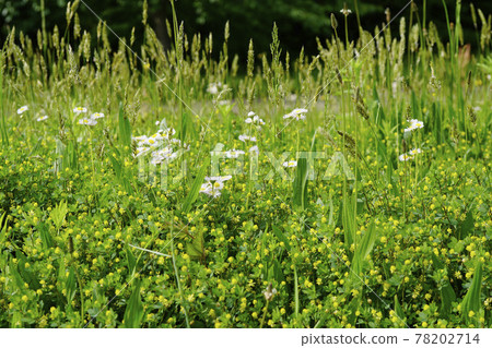 晚春，各種盛開的野草 78202714