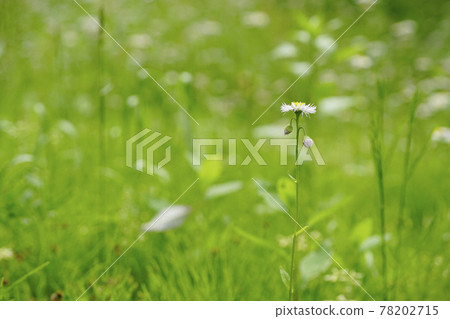 Halzion 花，芽散落在明亮的草地上...... 1 78202715