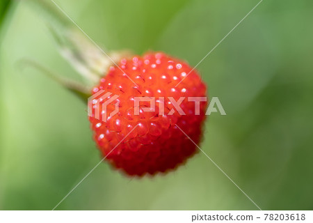 在山上發現的野草莓 78203618