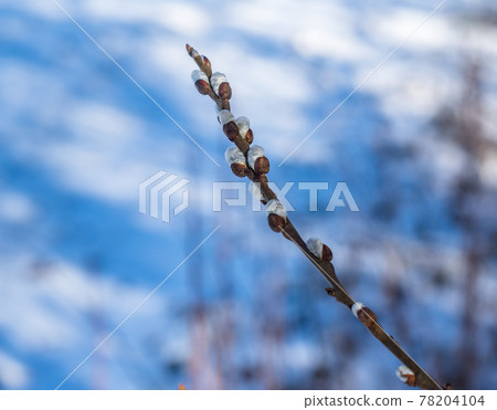 A branch of willow against the sky. Fluffy willow buds. Blossoming buds on a tree in spring. A branch of willow against the sky. Fluffy willow buds. Blossoming buds on a tree in spring. 78204104