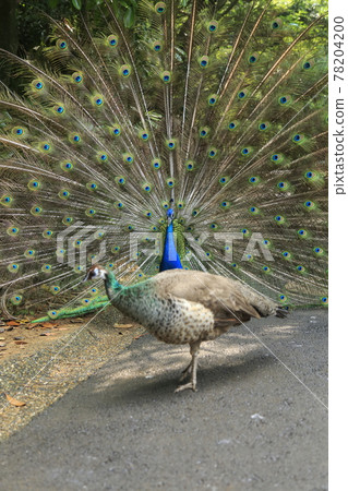 Omuta City Zoo Peacock, 78204200