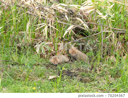 Child fox brothers 78204367
