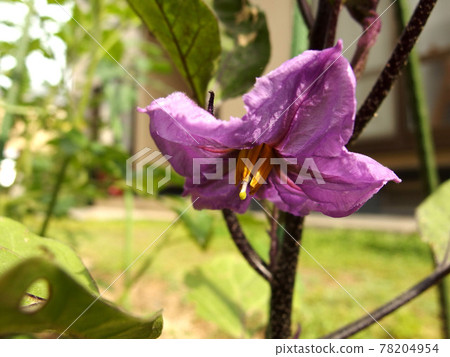茄子花茄子植物花 78204954
