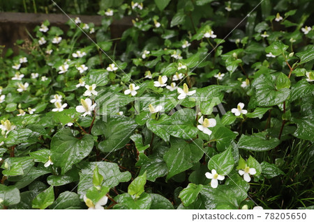 White flowers of Houttuynia cordata blooming in the spring field 78205650