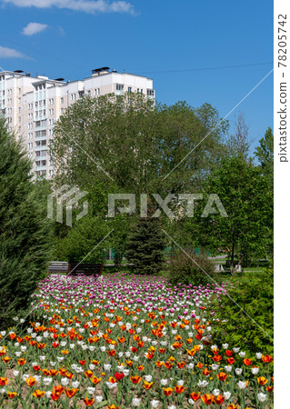 Zelenograd - an eco-friendly area in Moscow, Russia. High-rise building surrounded by trees 78205742