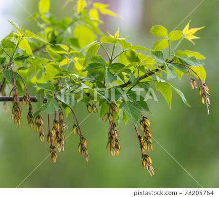 Ash-leaved maple twig with an young spring leaves Ash-leaved maple twig with an young spring leaves 78205764