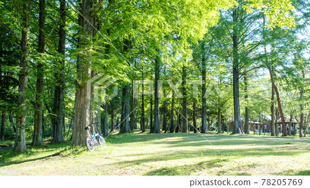 Hiruzen Plateau: Image of fresh green and early summer cycling 78205769