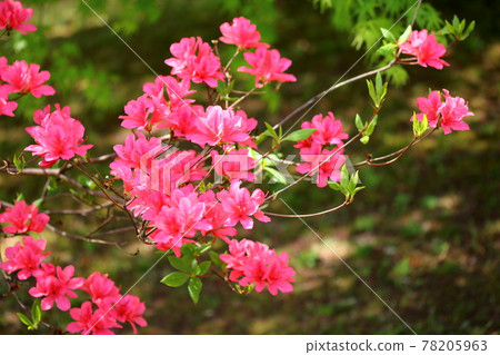 Azalea of spring light (azalea) 78205963