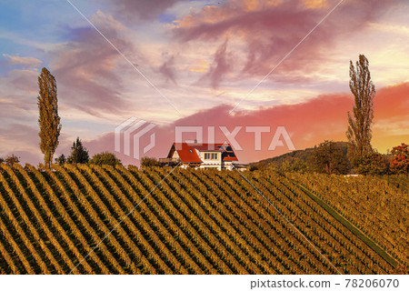 Wine road, Maribor, Slovenia 78206070
