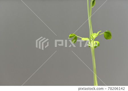 Soybean 78206142