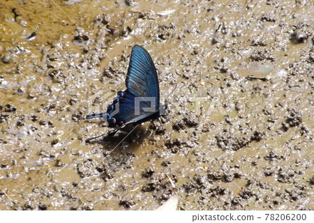 在沼澤中吸水的中國孔雀蝴蝶 78206200