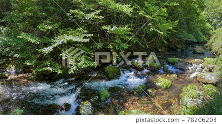 清新的綠化和清澈的溪流 78206203