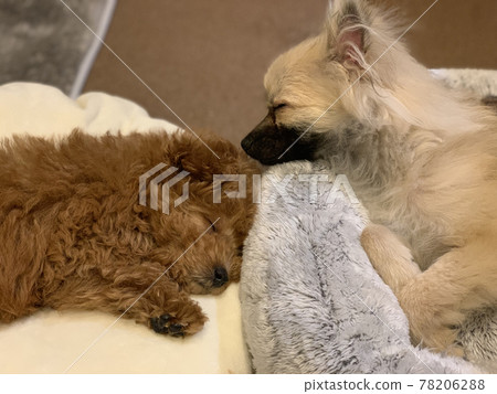 Toy poodle and Pomeranian puppies sleeping Toy poodle and Pomeranian puppies sleeping 78206288