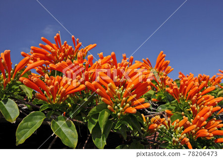 Kaen Kazura 78206473