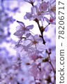 Cherry Blossoms	 78206717