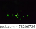 Shiinotomoshibitake Shining Mushroom 蘑菇 78206726