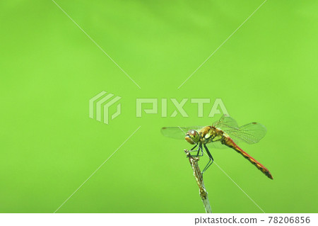 Dragonfly (Akikane) staying on a green background and branches Dragonfly (Akikane) staying on a green background and branches 78206856