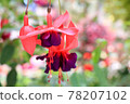 Red-purple fuchsia 78207102