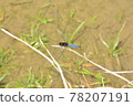蜻蜓昆蟲稻田 78207191