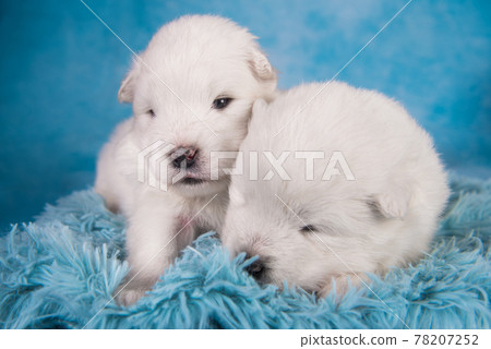 Two small one month old cute white Samoyed puppies dogs 78207252