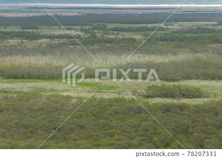 發芽時的釧路沼澤 78207331