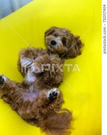 雙腿張開時表情複雜的混血狗 (Maltipoo) 雙腿張開時表情複雜的混血狗 (Maltipoo) 78207404