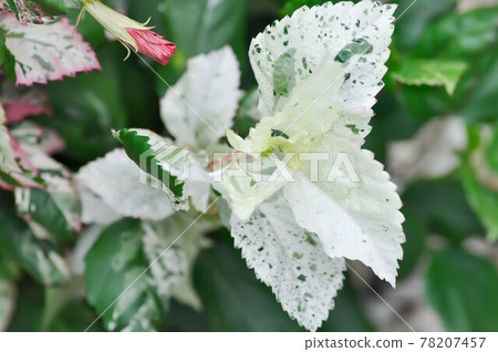 Chinese rose, hibiscus or Hibiscus Rosa-Sinensis Variegata Chinese rose, hibiscus or Hibiscus Rosa-Sinensis Variegata 78207457