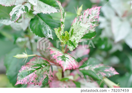 Chinese rose, hibiscus or Hibiscus Rosa-Sinensis Variegata Chinese rose, hibiscus or Hibiscus Rosa-Sinensis Variegata 78207459