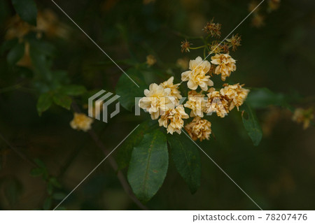 Small and cute yellow flowers Small and cute yellow flowers 78207476