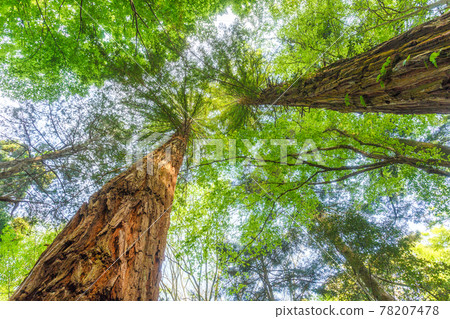 A giant tree that grows high in the sky 78207478