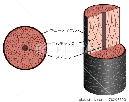 Hair cross section mechanism 78207530