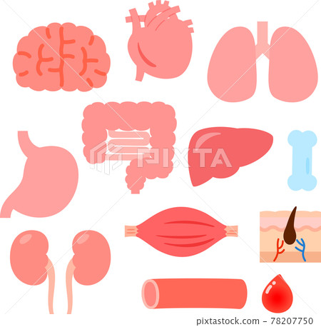 例證套逗人喜愛的器官和內臟 78207750